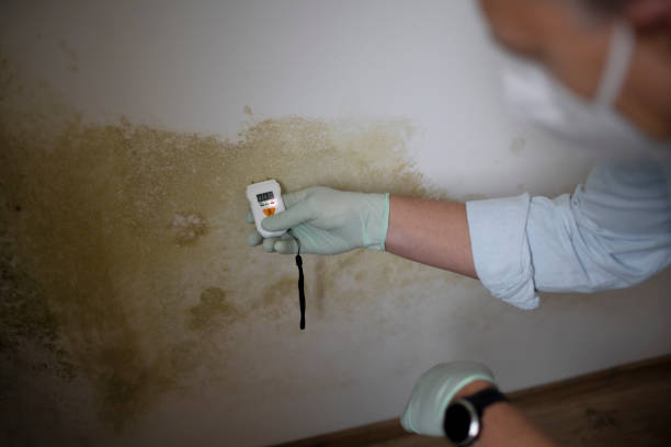 Best Professional Mold Removal  in USA