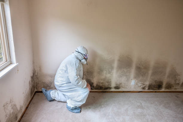 Best Residential Mold Removal  in USA